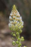 Reseda globulosa. Верхушка соцветия с цветками и завязавшимися плодами. Дагестан, Дербентский р-н, 4 км к западу от с. Музаим, долина р. Камышчай, остепнённый склон. 5 мая 2022 г.