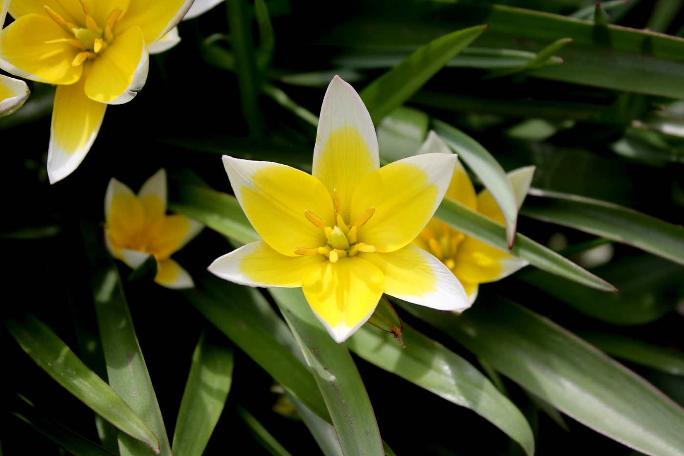 Image of Tulipa tarda specimen.