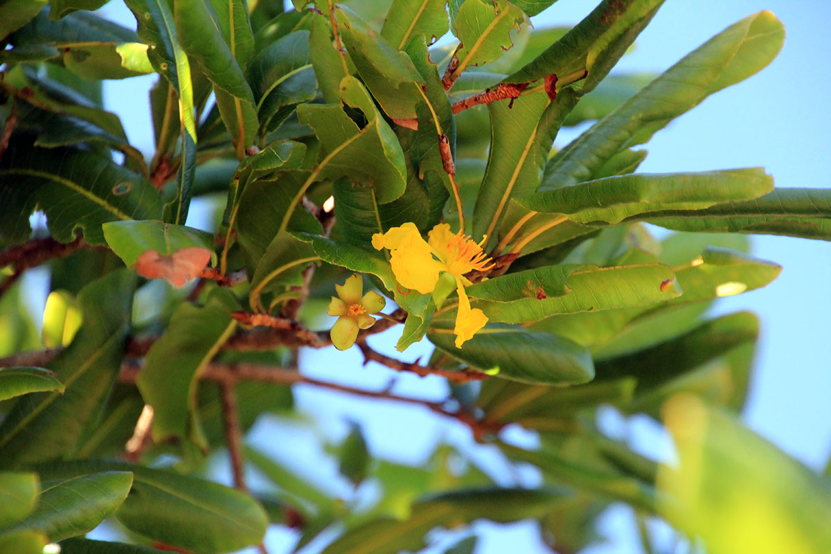 Image of genus Ochna specimen.