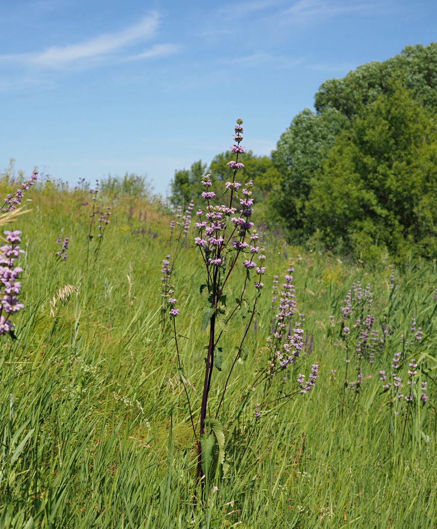 Изображение особи Phlomoides tuberosa.