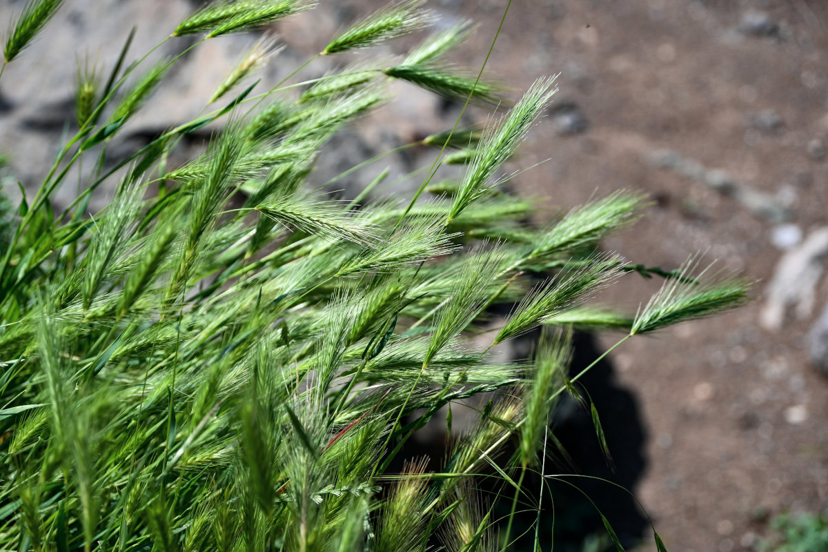 Изображение особи Hordeum murinum.