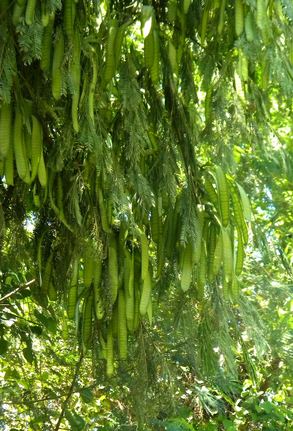 Изображение особи Leucaena leucocephala.