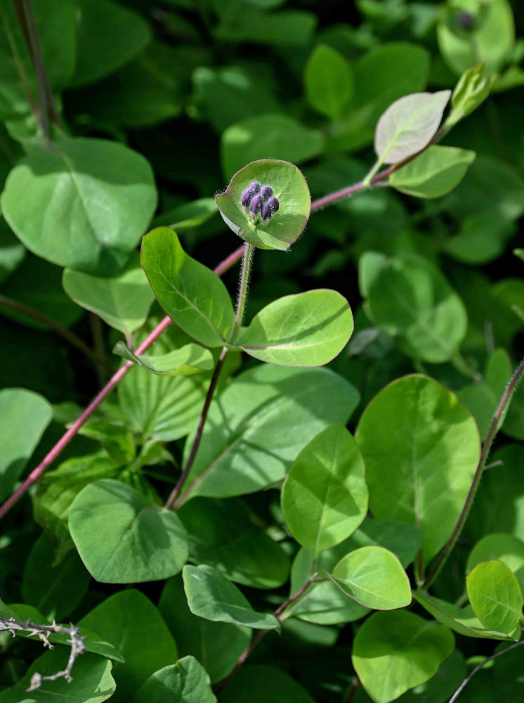 Image of Lonicera caprifolium specimen.