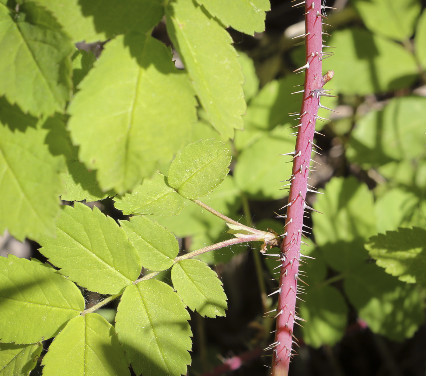 Image of Rosa acicularis specimen.