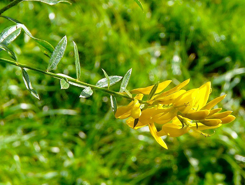 Image of genus Genista specimen.