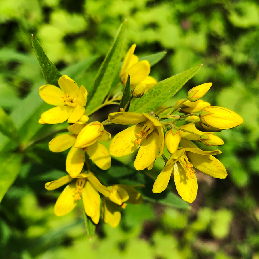 Изображение особи Lysimachia davurica.