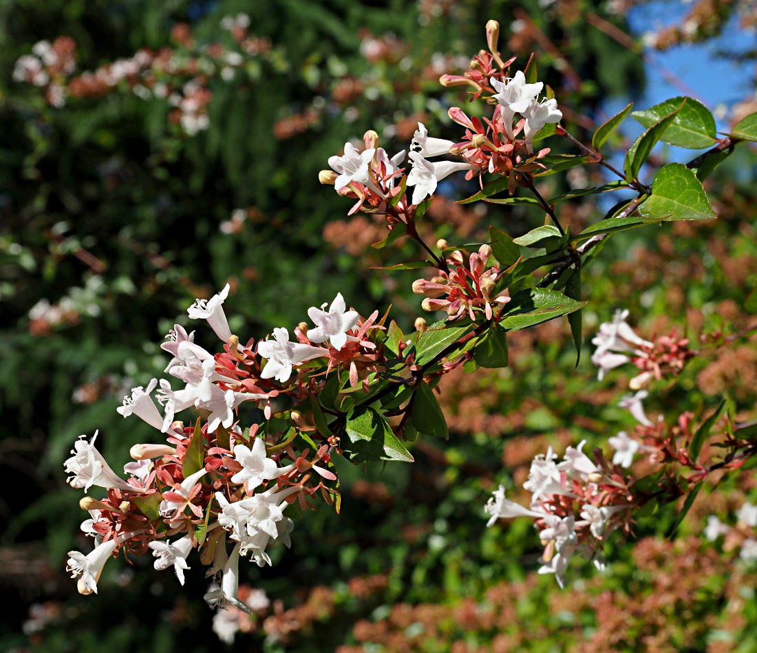 Image of Abelia &times; grandiflora specimen.