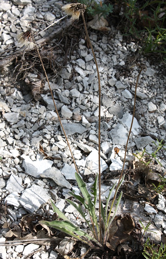 Image of Leontodon biscutellifolius specimen.