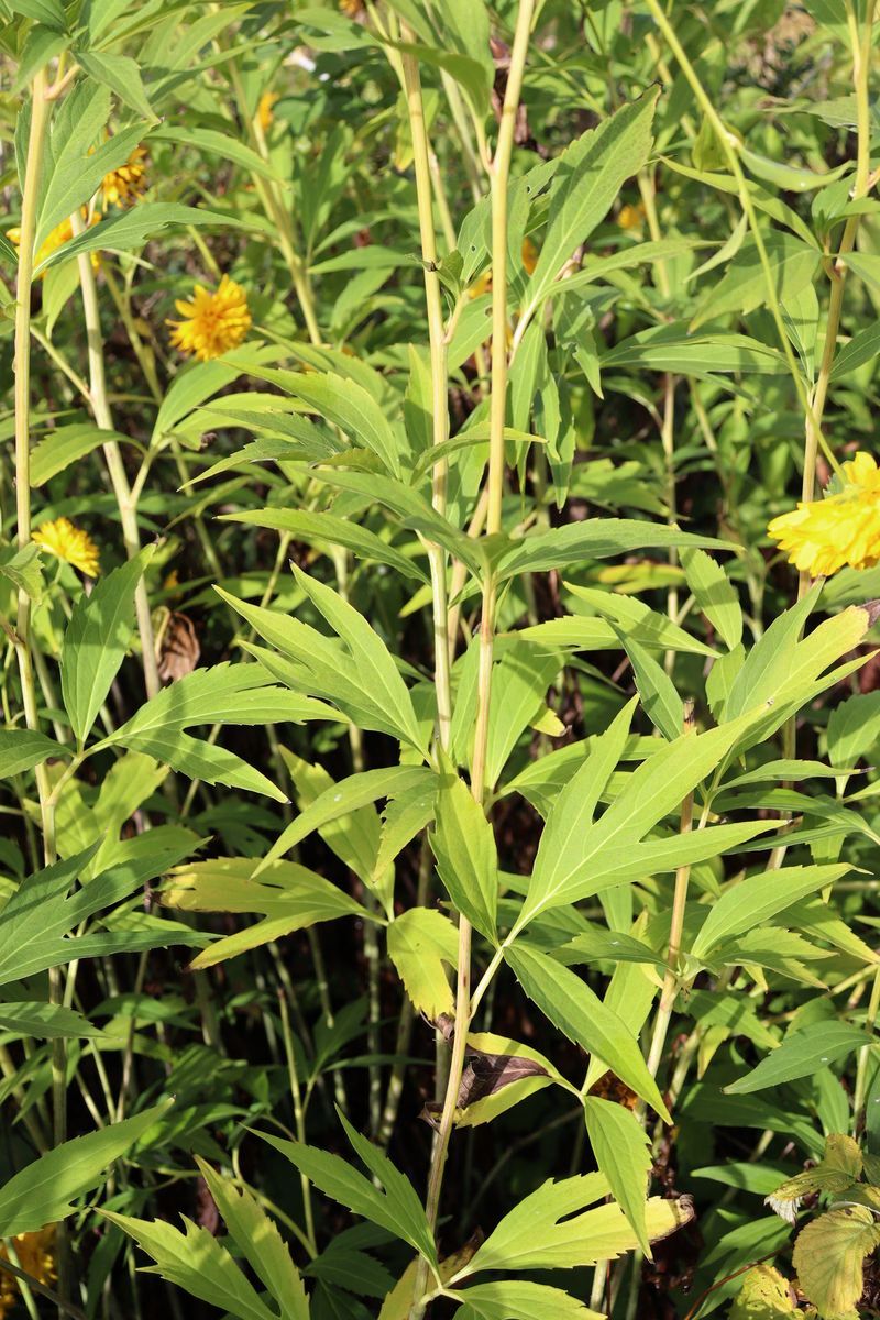 Image of Rudbeckia laciniata specimen.