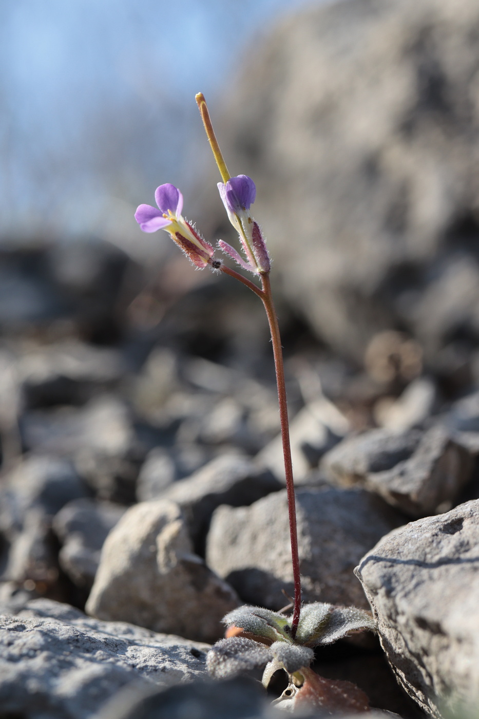 Изображение особи Arabis verna.