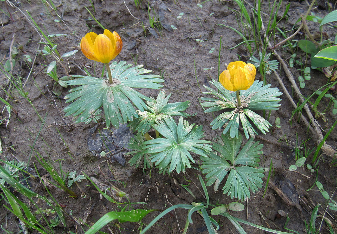 Image of Eranthis longistipitata specimen.