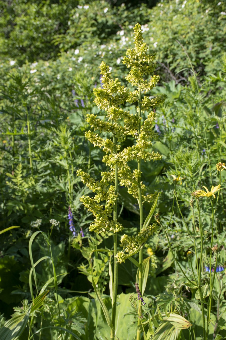 Изображение особи Veratrum lobelianum.