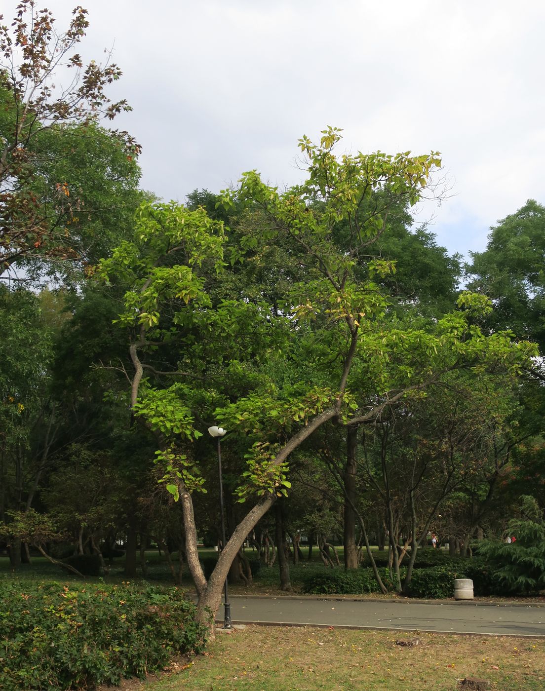 Image of Paulownia tomentosa specimen.