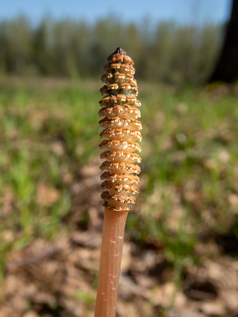 Image of Equisetum arvense specimen.