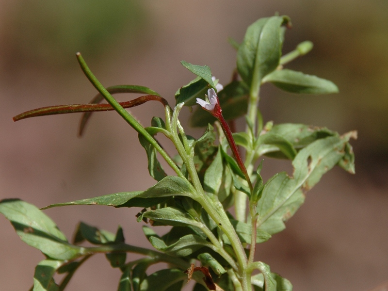 Image of Epilobium subnivale specimen.