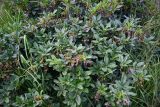 Rhododendron luteum. Отцветшие растения. Чечня, Итум-Калинский р-н, окр. с. Ведучи, ≈ 1500 м н.у.м., субальпийский луг. 26.07.2022.