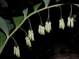 Polygonatum multiflorum. Часть побега с соцветиями. Ульяновская обл, окр. г. Димитровград, долина р. Мал. Ерыклы, широколиственно-осиновый лес, переходящий в пойменный ольховник, зарастающая просека. 11.05.2023.