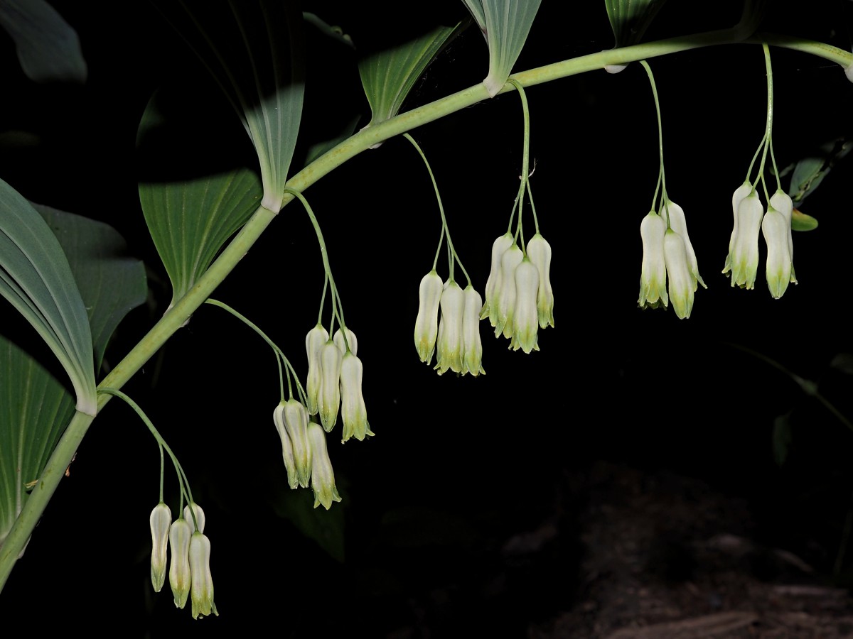 Изображение особи Polygonatum multiflorum.