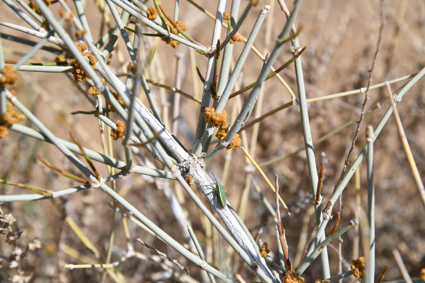 Image of Ephedra strobilacea specimen.