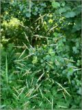 Bromopsis inermis. Верхушка побега с соцветием. Чувашия, окр. г. Шумерля, сосновый лес за пос. Палан. 24 июня 2010 г.