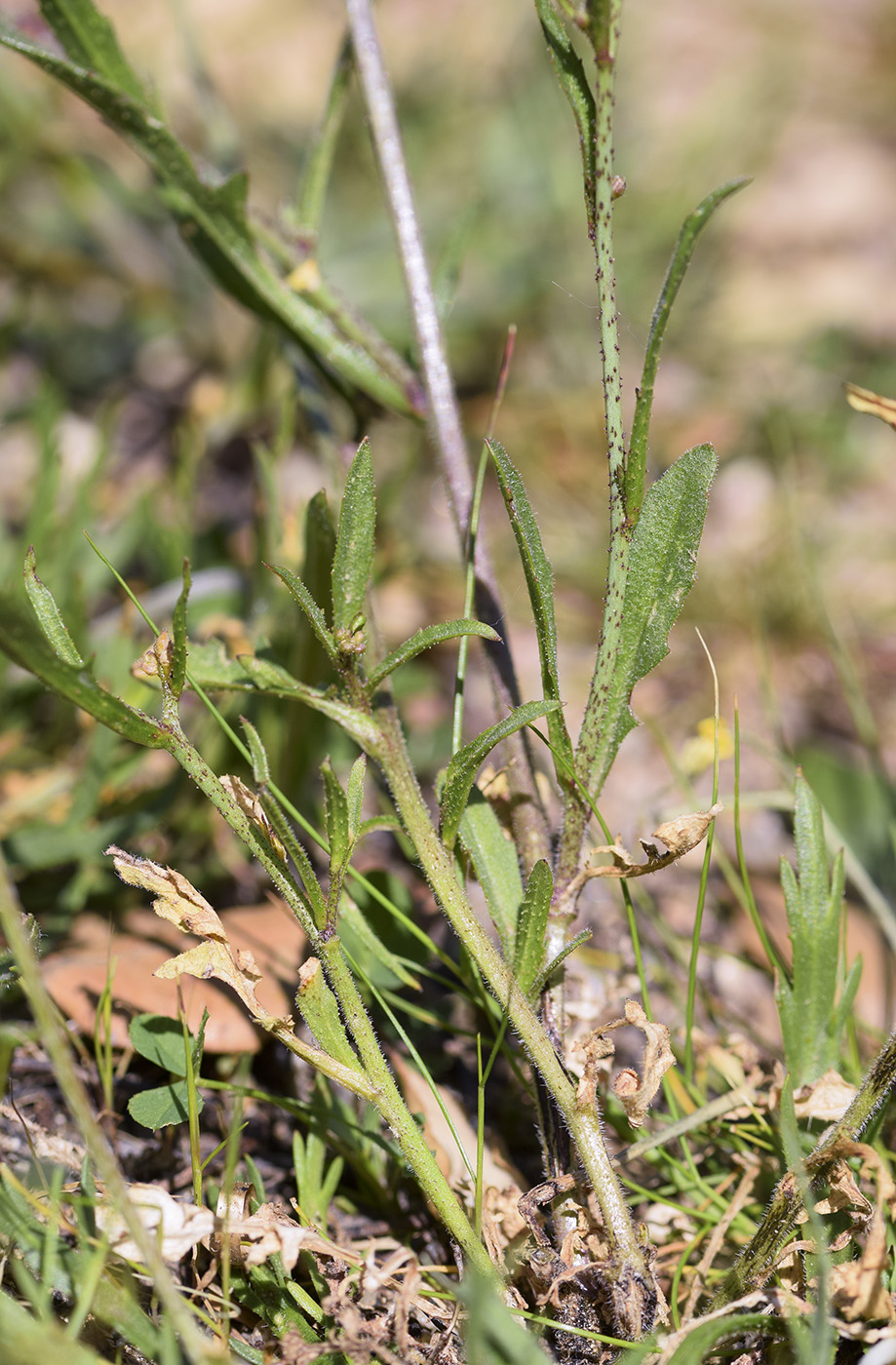 Image of Bunias erucago specimen.