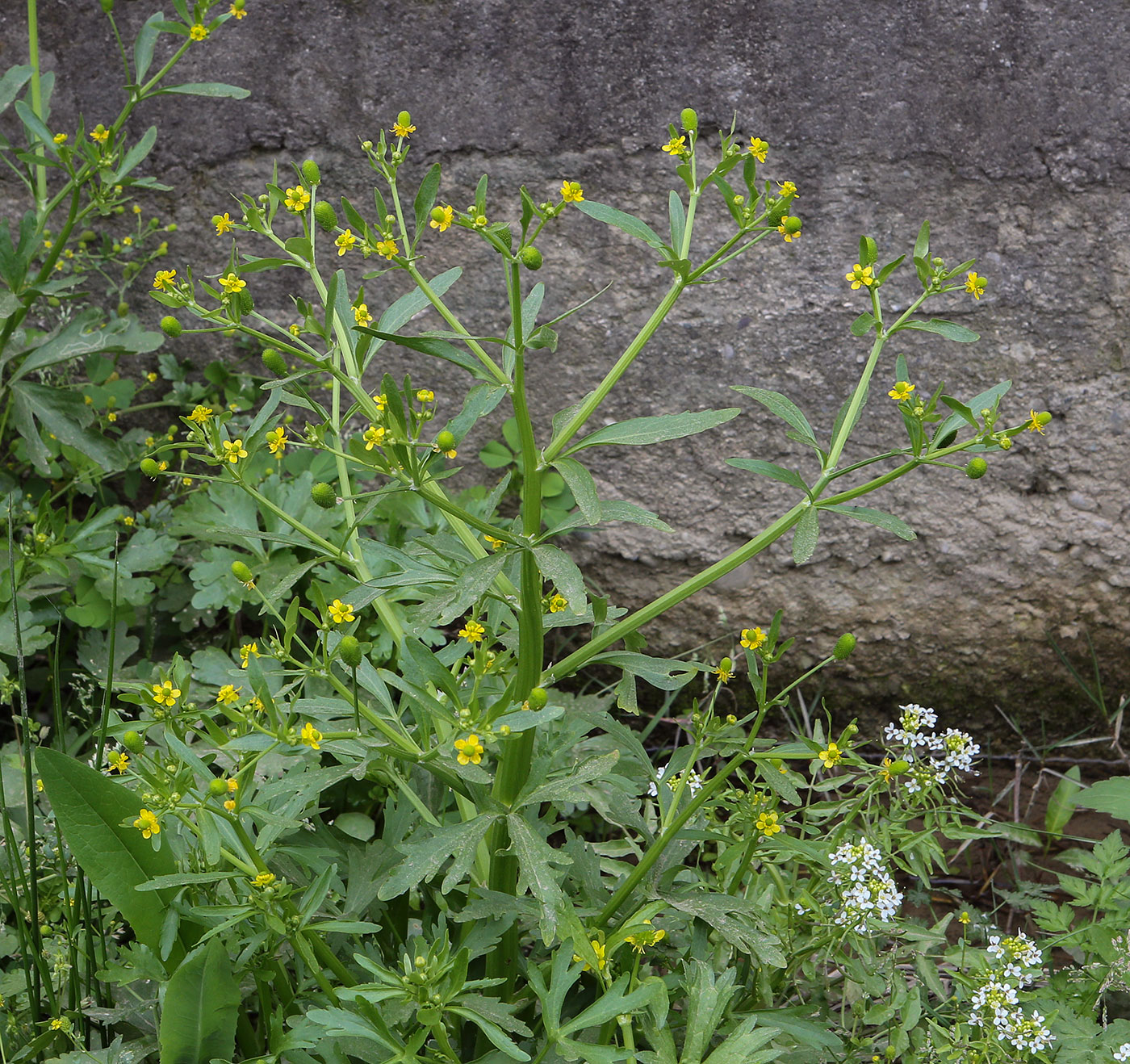 Image of Ranunculus sceleratus specimen.