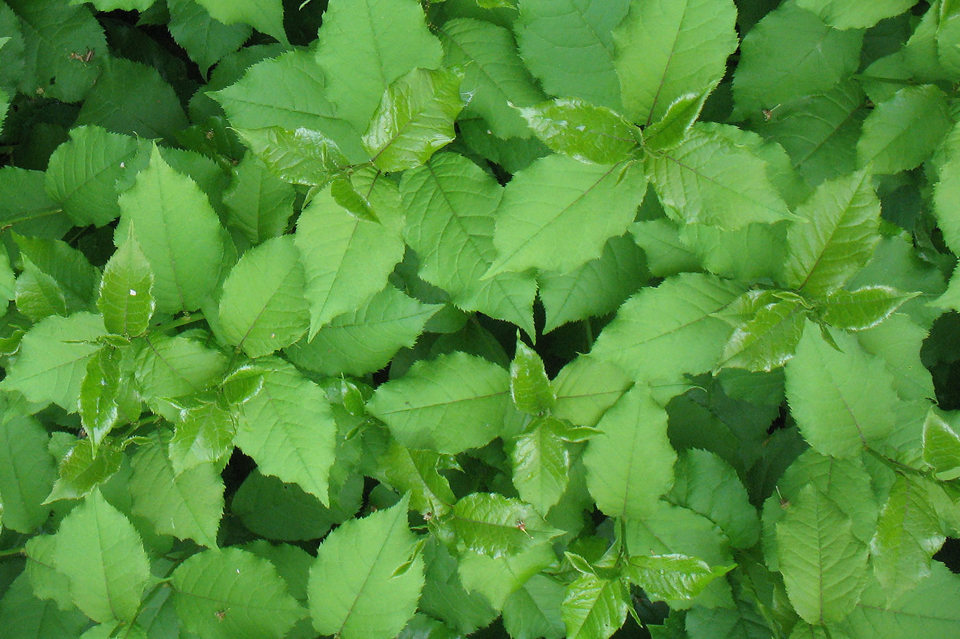 Image of Padus virginiana specimen.