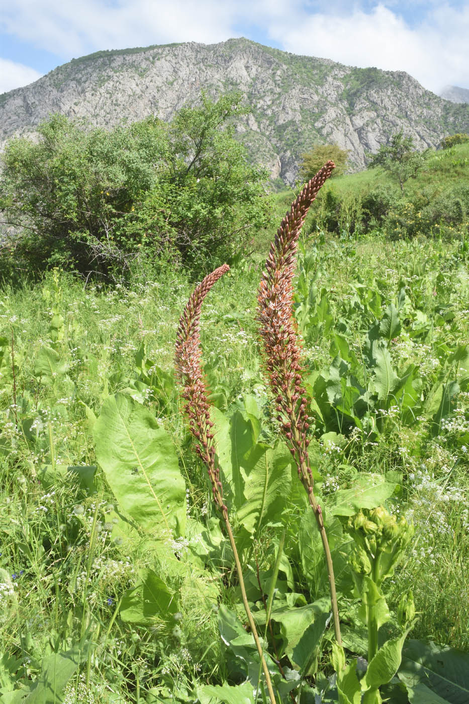 Image of Eremurus regelii specimen.