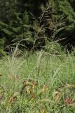 Eragrostis virescens. Соцветия. Крым, Южный берег, Никитский Ботанический Сад, газон. 04.07.2024.