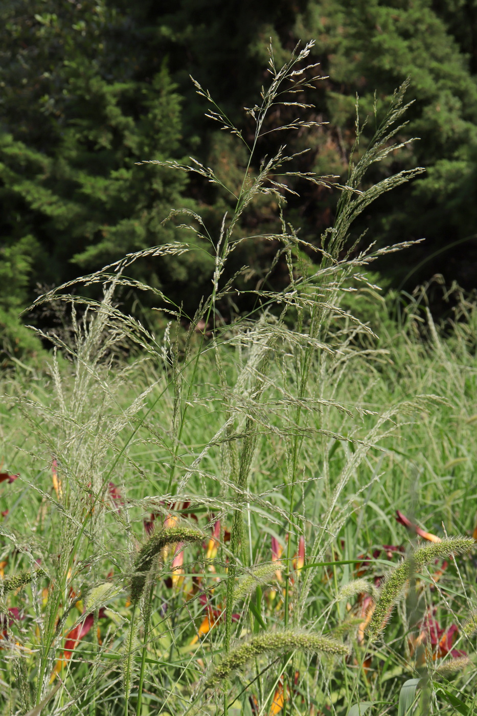 Изображение особи Eragrostis virescens.