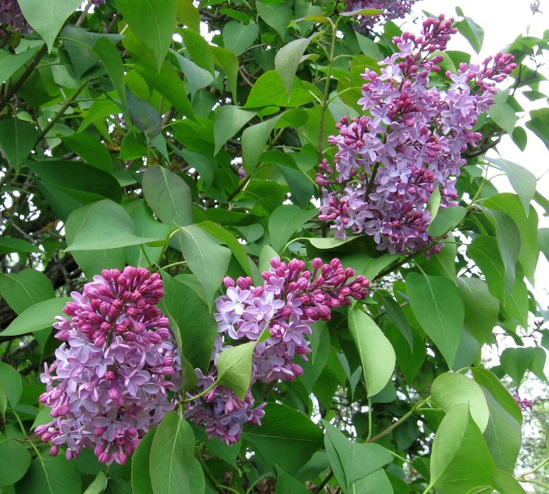 Image of Syringa vulgaris specimen.