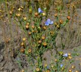 Linum usitatissimum