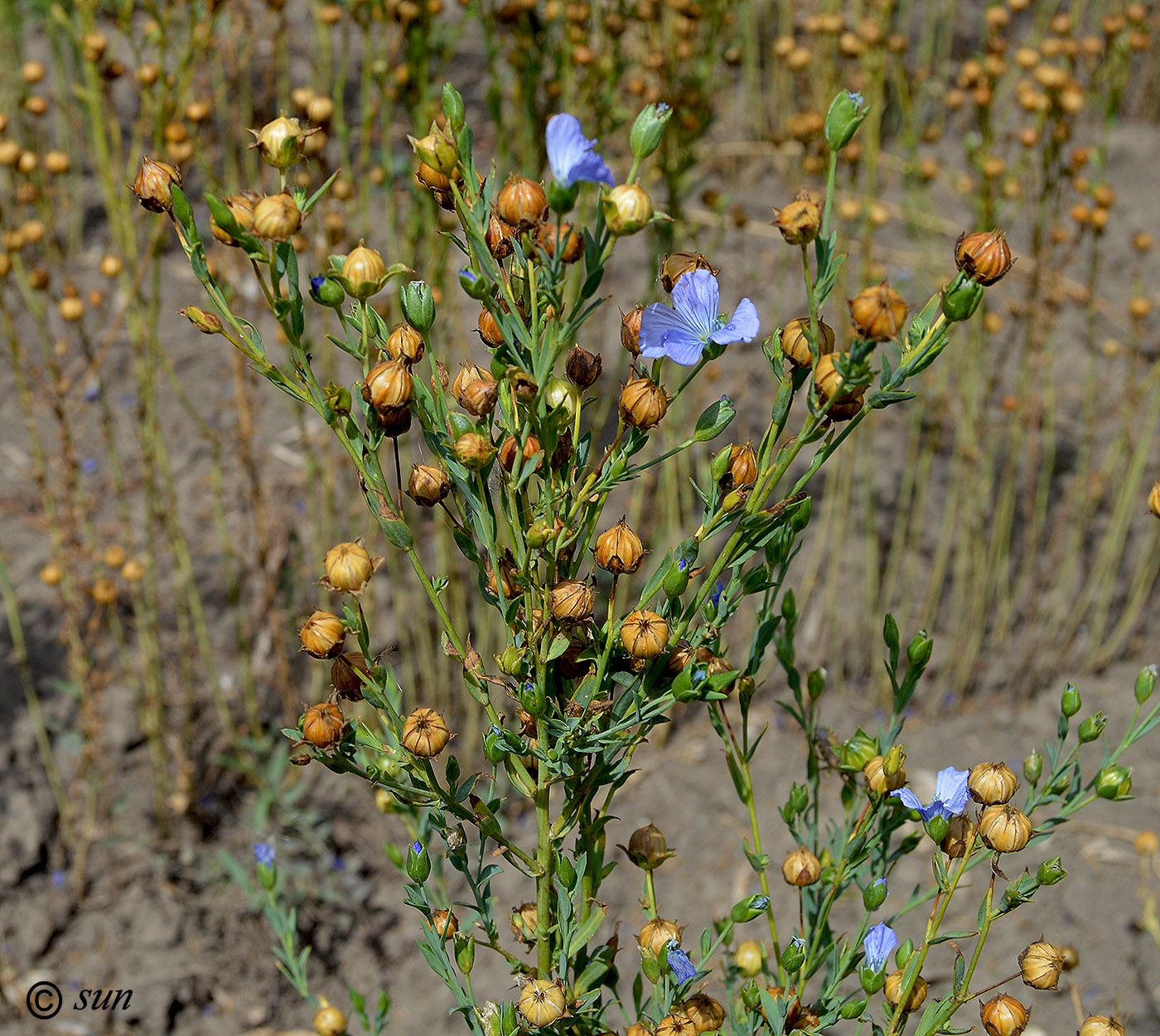 Image of Linum usitatissimum specimen.