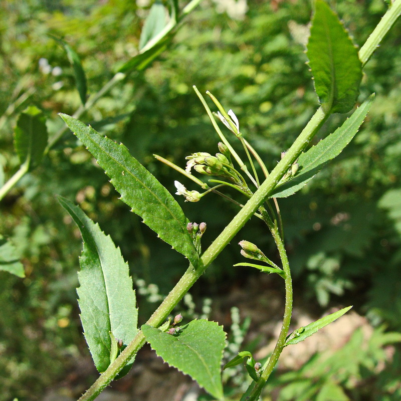 Image of Arabis pendula specimen.