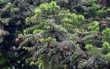 Cunninghamia lanceolata. Верхушки ветвей с шишками. Китай, провинция Хунань, национальный парк \"Чжанцзяцзе\", опушка смешанного леса. 06.06.2024.