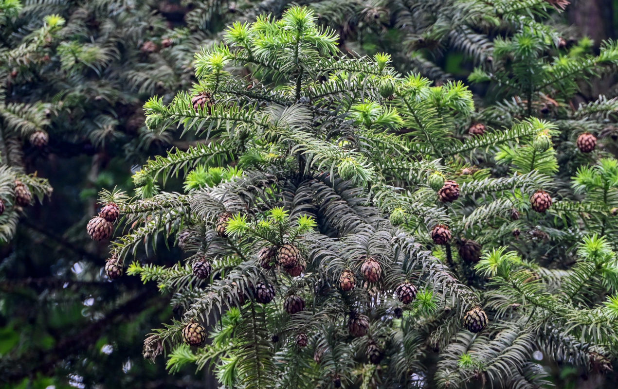 Image of Cunninghamia lanceolata specimen.