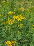 Tanacetum vulgare