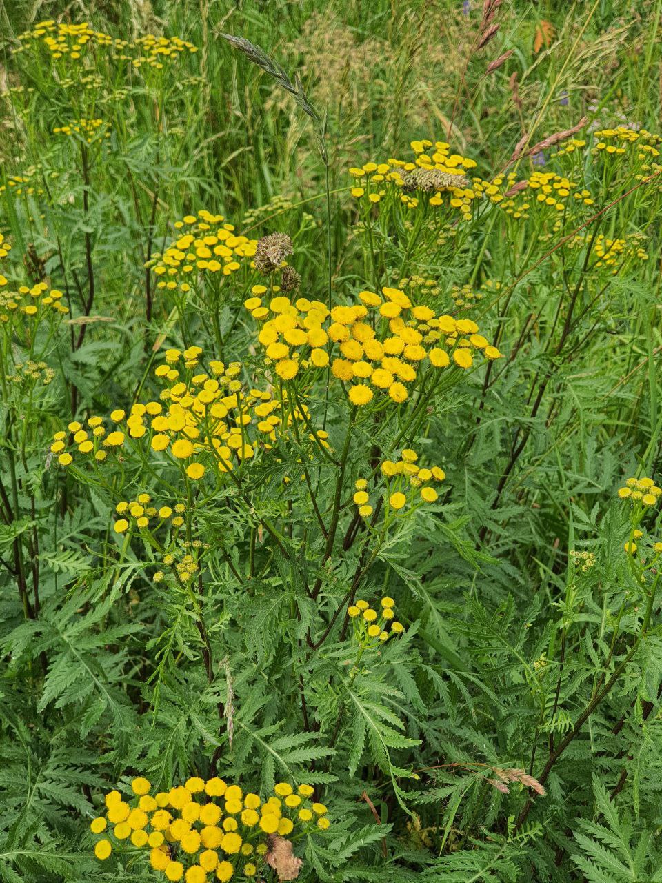 Изображение особи Tanacetum vulgare.