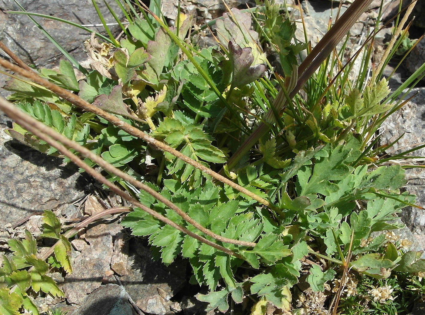 Image of Seseli mucronatum specimen.