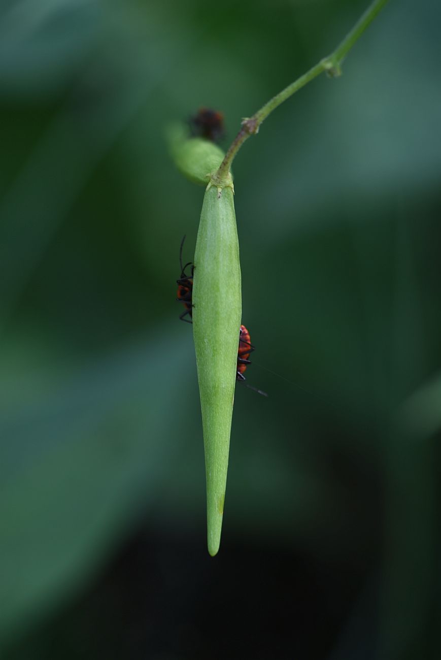 Image of Vincetoxicum hirundinaria specimen.