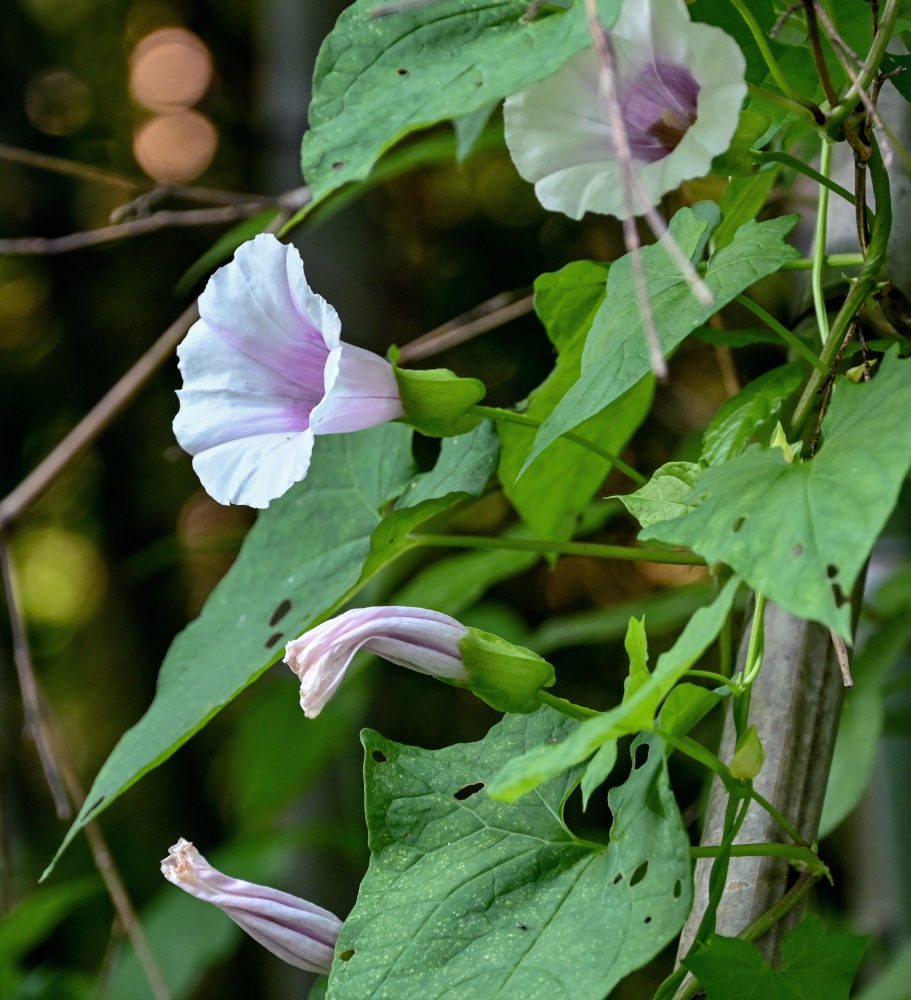 Изображение особи род Calystegia.