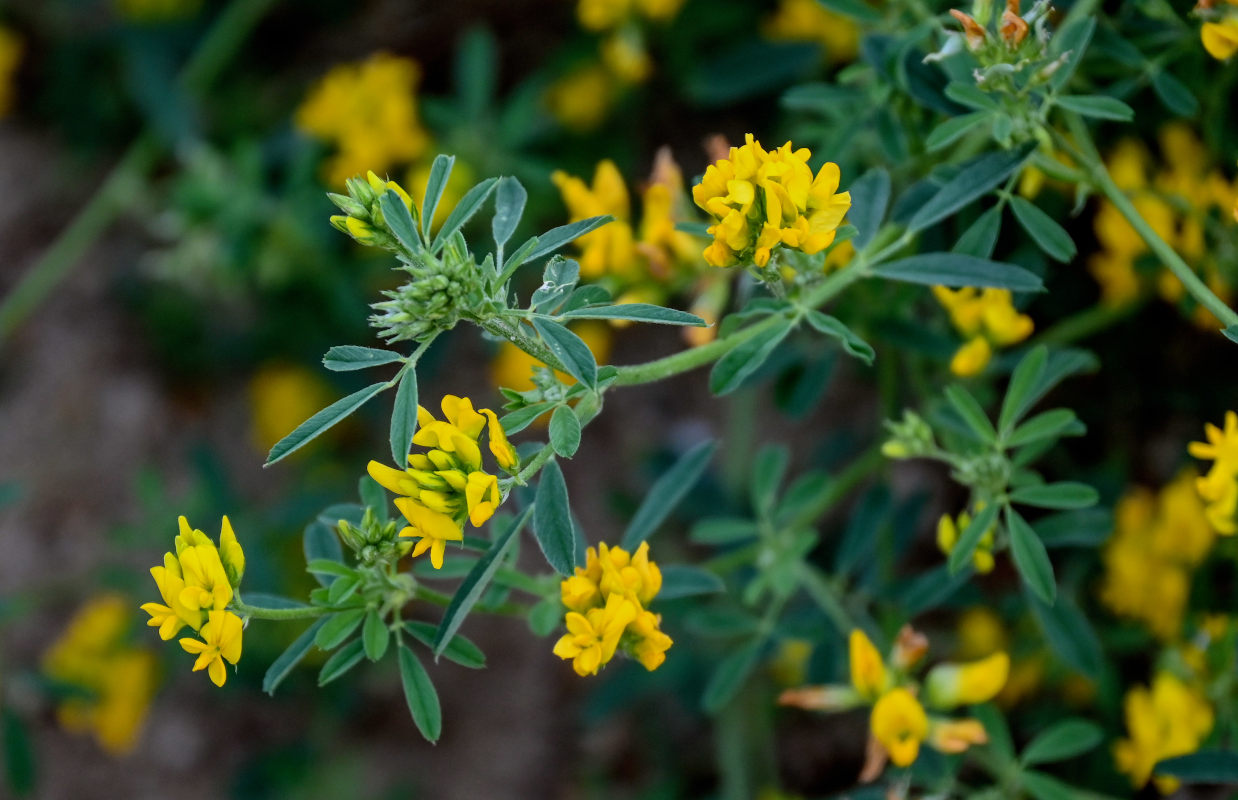 Изображение особи Medicago falcata.