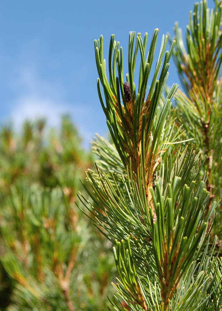 Image of Pinus pumila specimen.