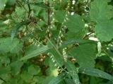 Solidago decurrens