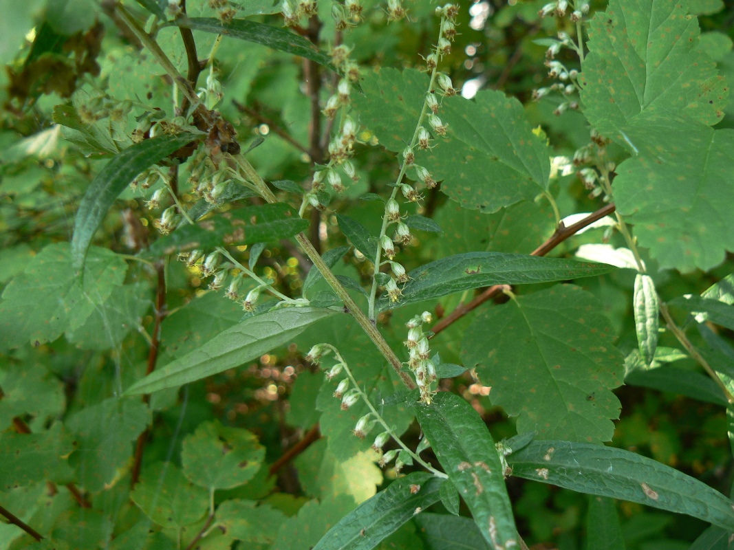 Изображение особи Solidago decurrens.