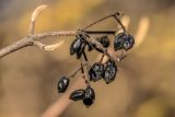 Viburnum lantana. Верхушка побега с соплодием. Ростов-на-Дону, Ботанический сад. 02.01.2025.