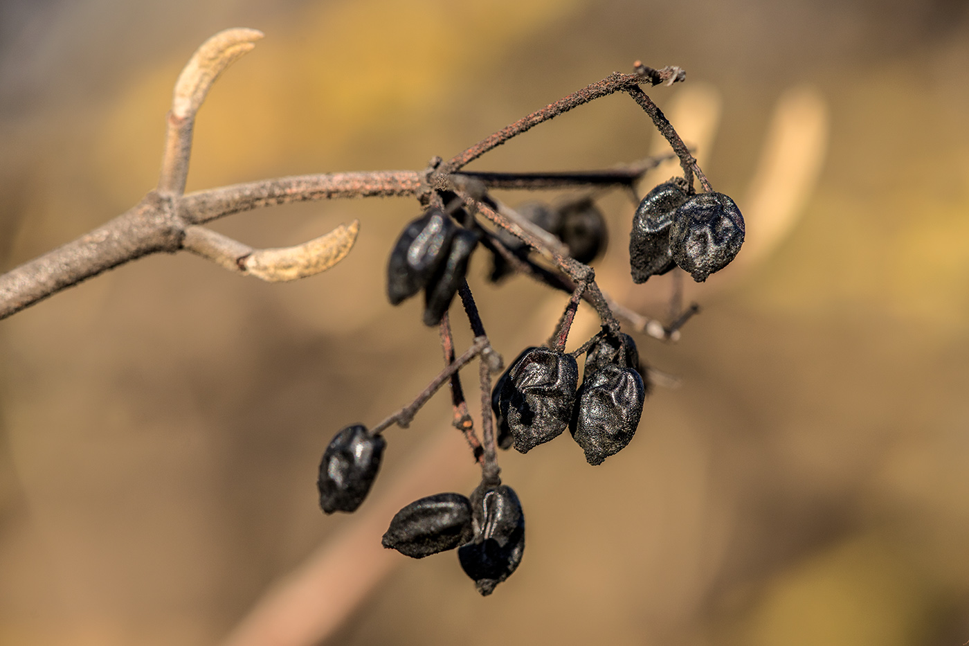 Изображение особи Viburnum lantana.