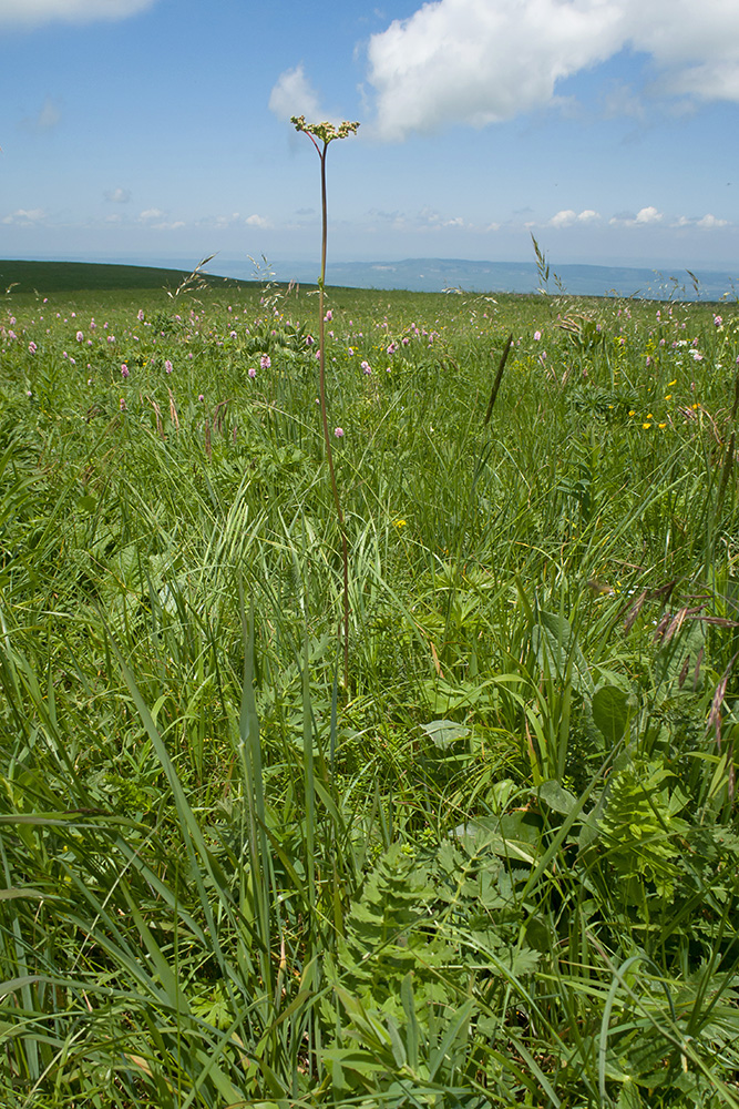 Image of Filipendula vulgaris specimen.