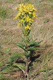 Senecio paucifolius. Цветущее растение. Ульяновская обл., Мелекесский р-н, долина р. Бирля, остепнённый луг с участками засоления. 12.08.2023.