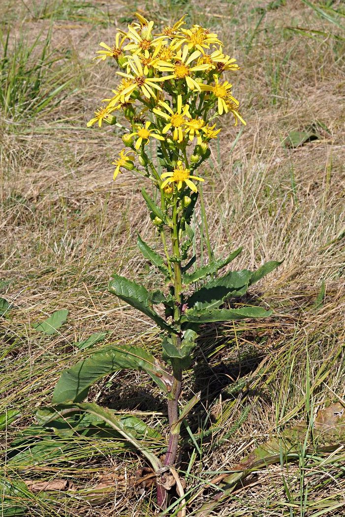 Image of Senecio paucifolius specimen.